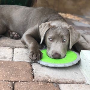 Meet your Posher, Griffin